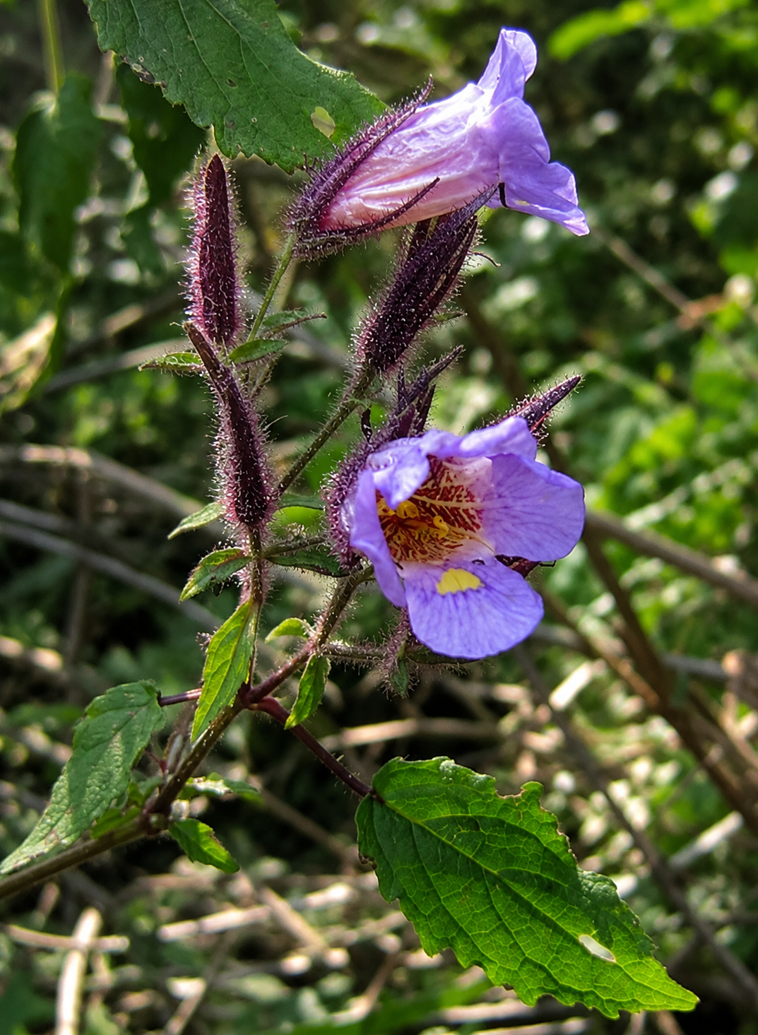 Seetyot Plant - The Biological Calendar